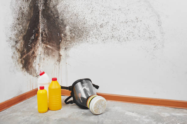 Best Mold Testing and Inspection Services in Sandy Springs, GA