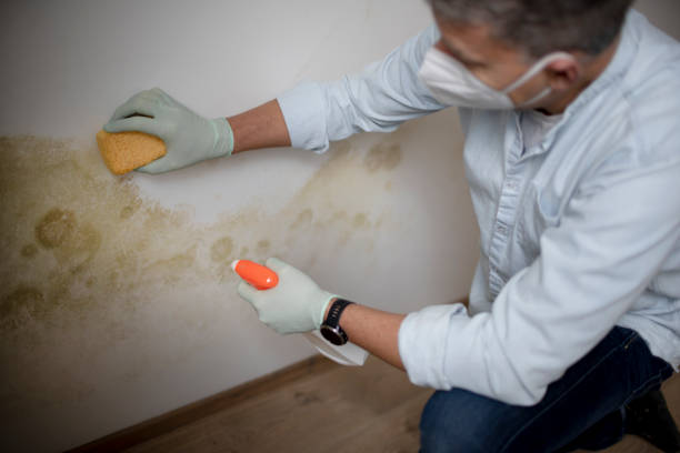 Best Commercial Mold Remediation in Sandy Springs, GA