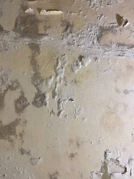 Best Black Mold Remediation in Sandy Springs, GA