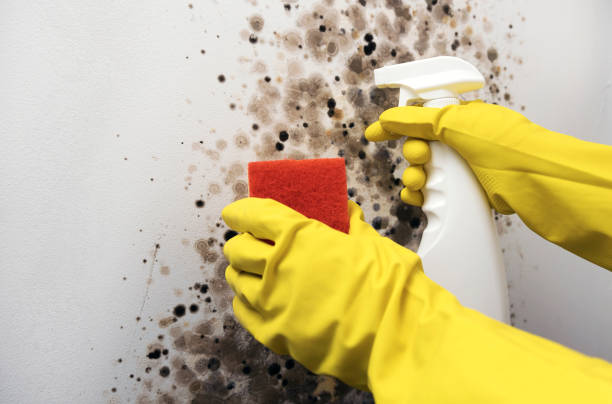 Best Insurance-Related Mold Remediation in Sandy Springs, GA